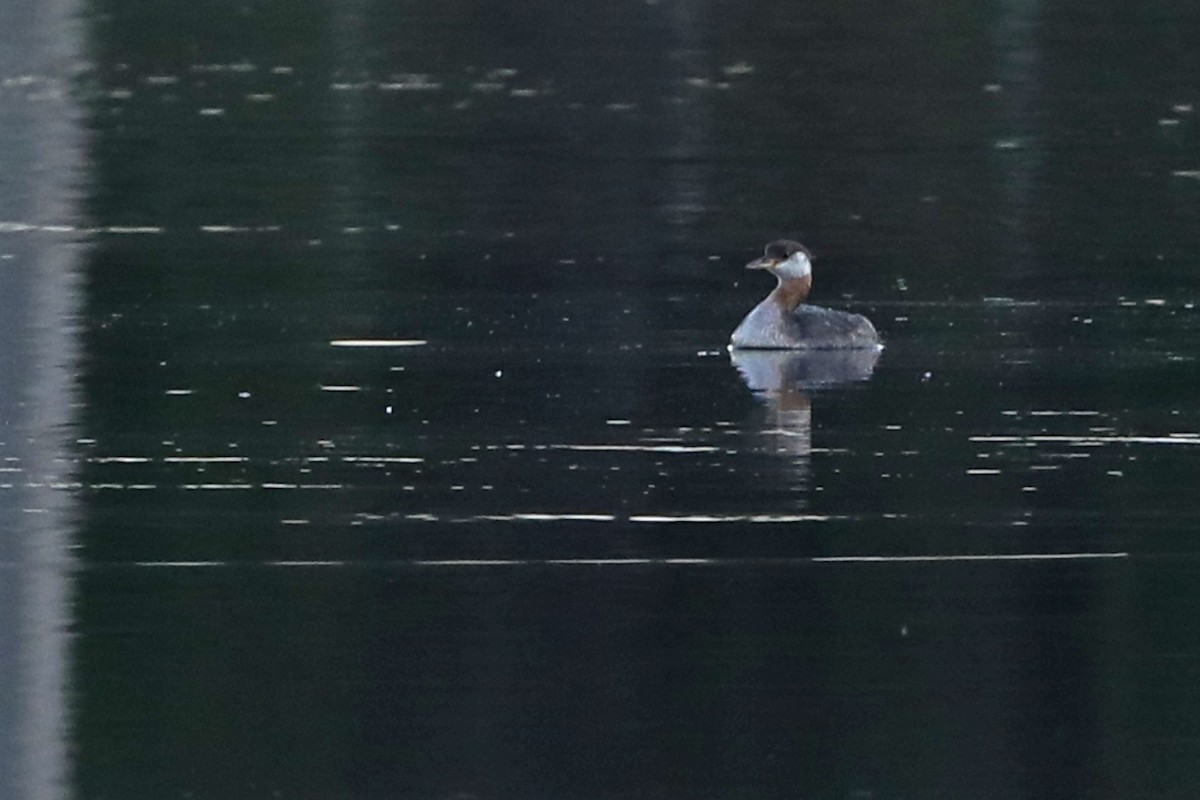 Red-necked Grebe - ML367347601