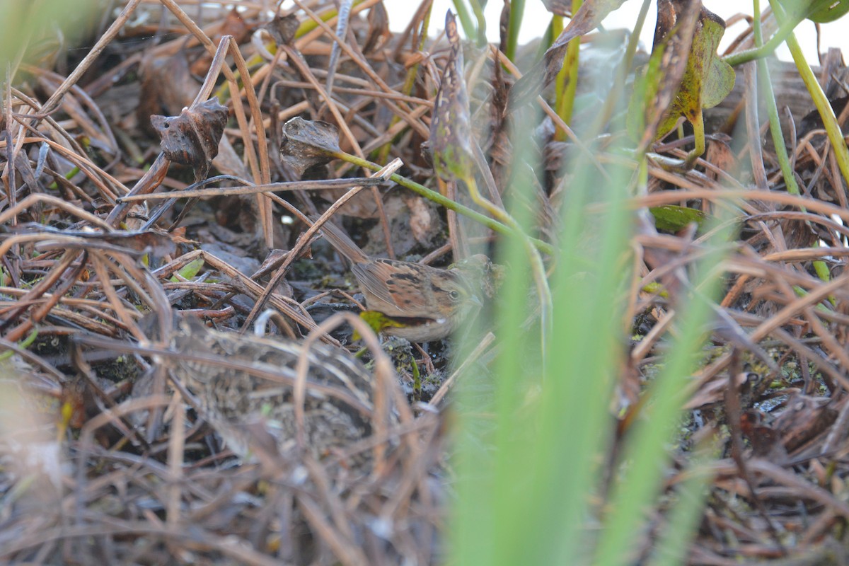 Swamp Sparrow - ML36734761