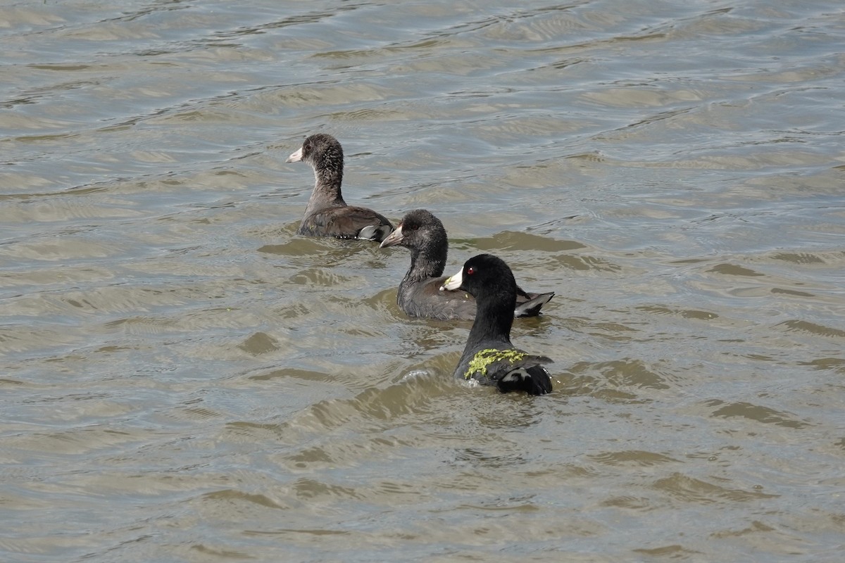 American Coot - ML367347801