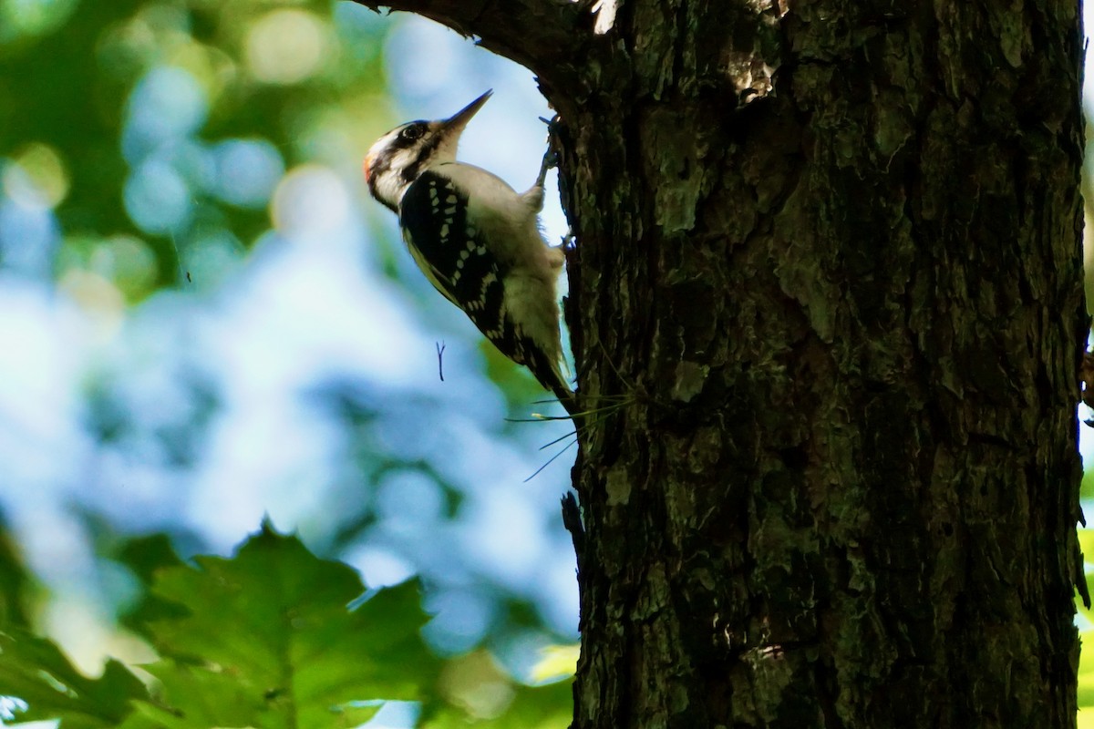 Hairy Woodpecker - Laura Sisitzky