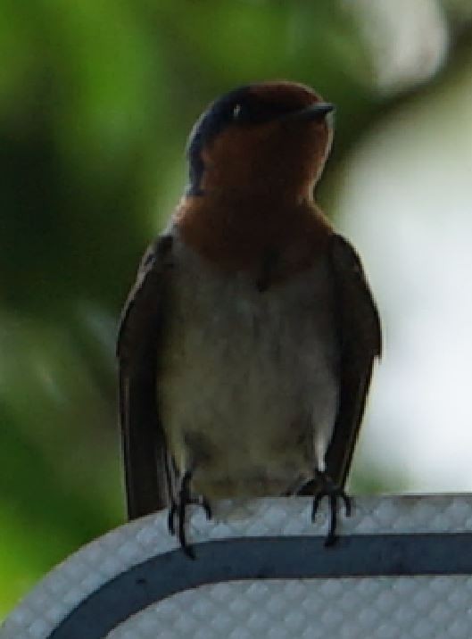 Welcome Swallow - ML367348581