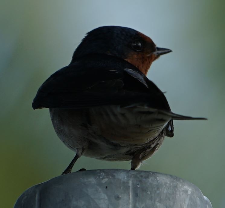 Welcome Swallow - ML367348591