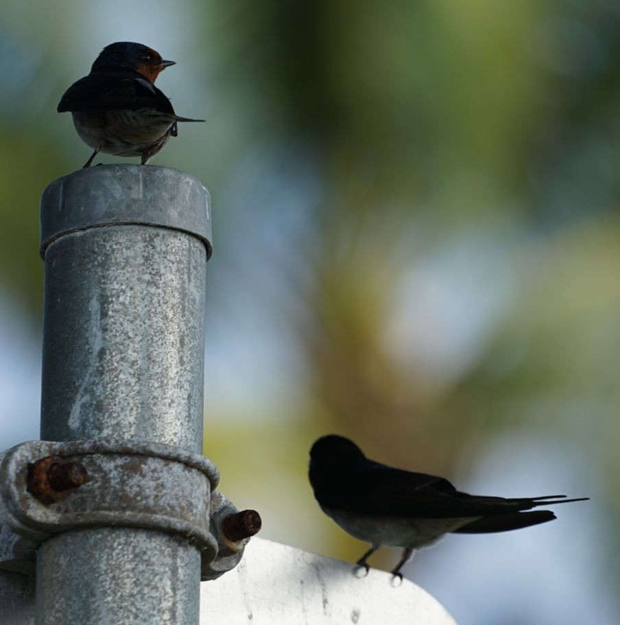 Welcome Swallow - ML367348601