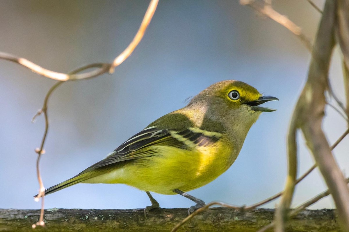 White-eyed Vireo - ML367348971