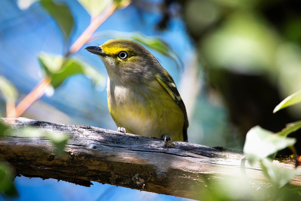 White-eyed Vireo - ML367349011