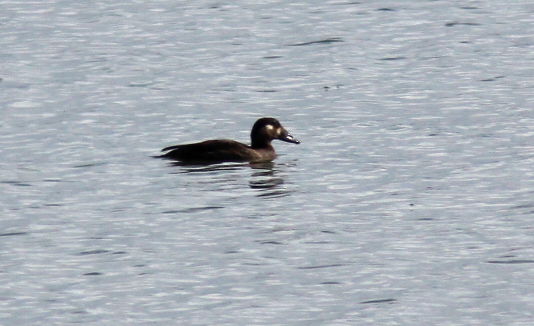 Surf Scoter - ML36735141