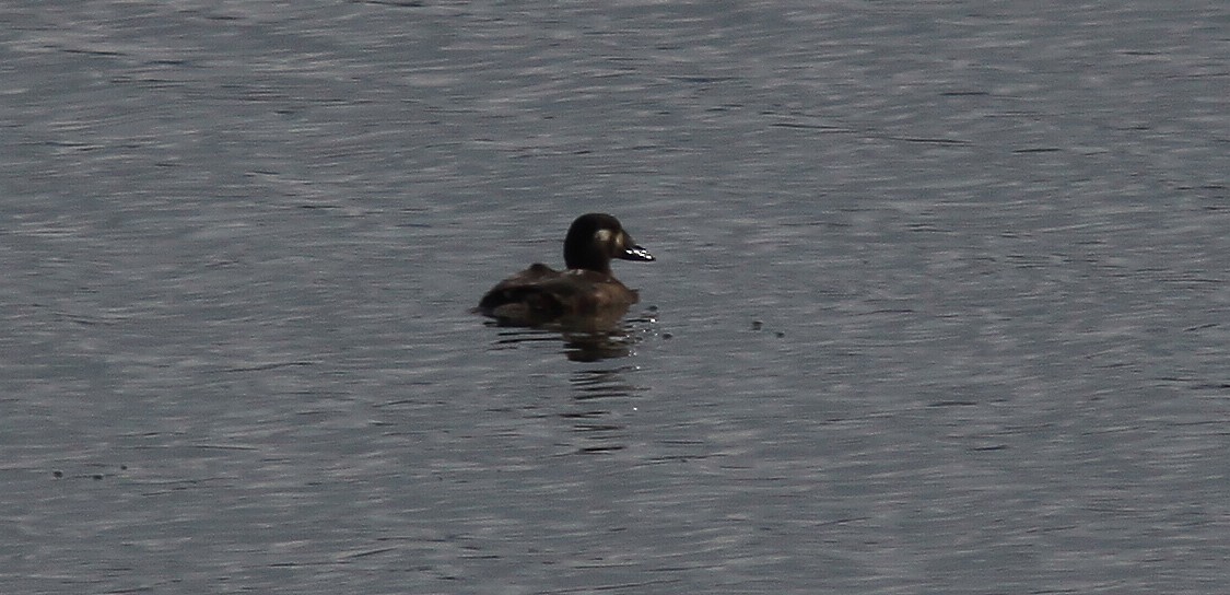 Surf Scoter - ML36735151