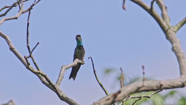 Violettkron-Brillantkolibri - ML367351821