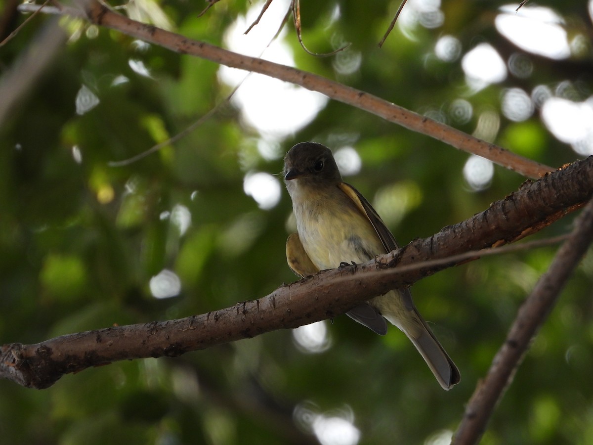 Dusky Flycatcher - ML367352791