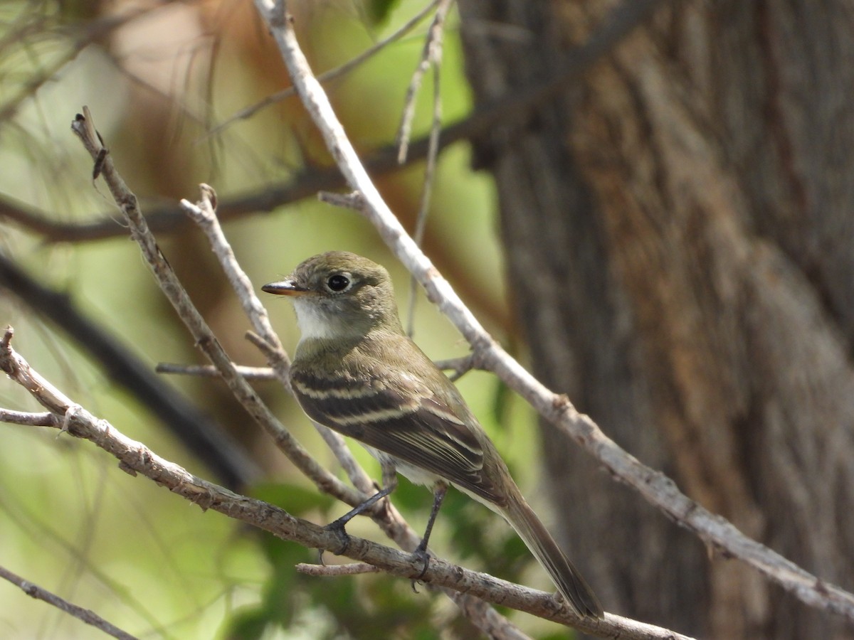 Dusky Flycatcher - ML367353871