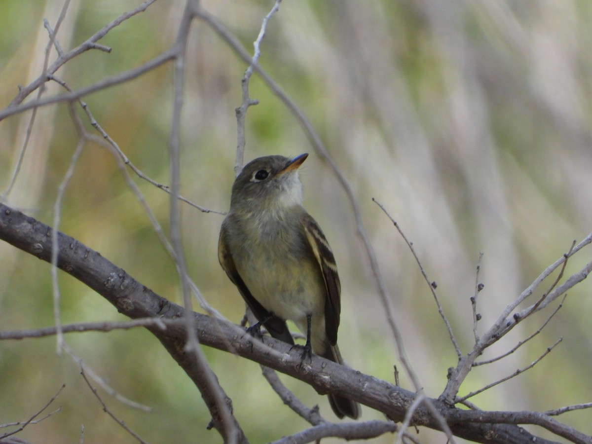 Dusky Flycatcher - ML367354141