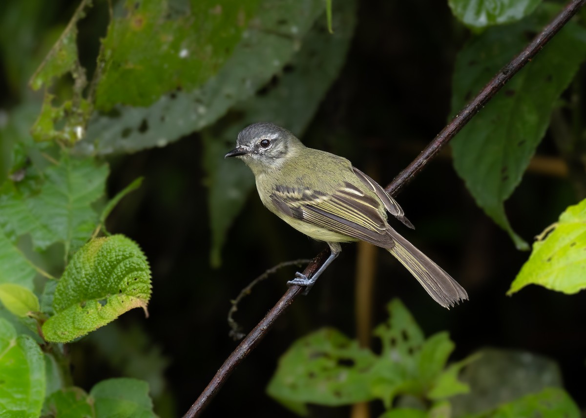 Ecuadorian Tyrannulet - Alex Luna