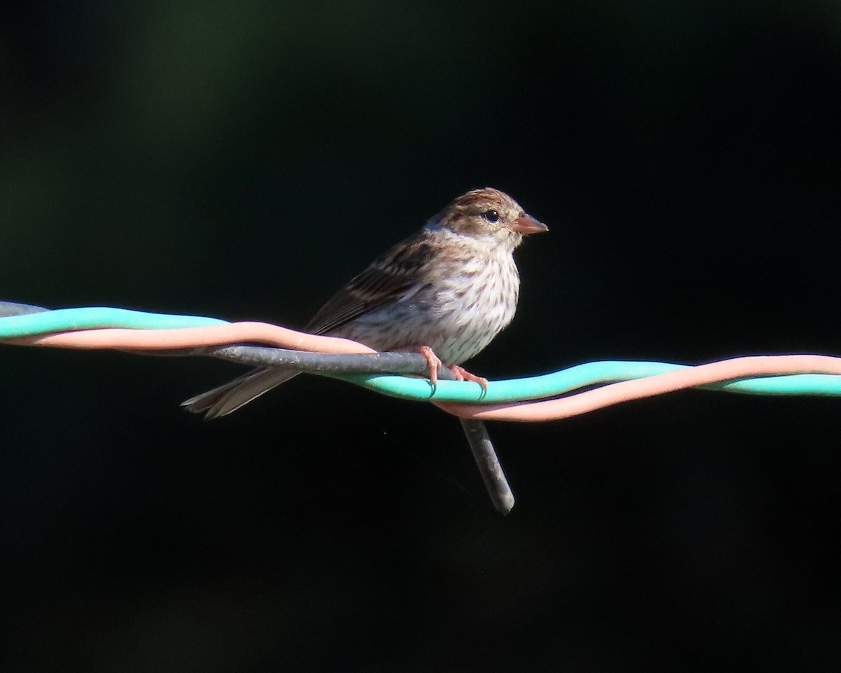 Chipping Sparrow - ML367354581