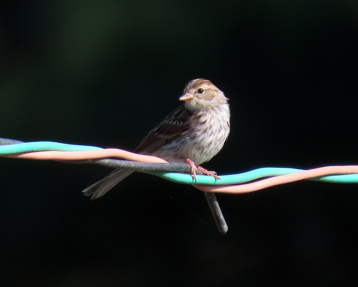 Chipping Sparrow - ML367354591