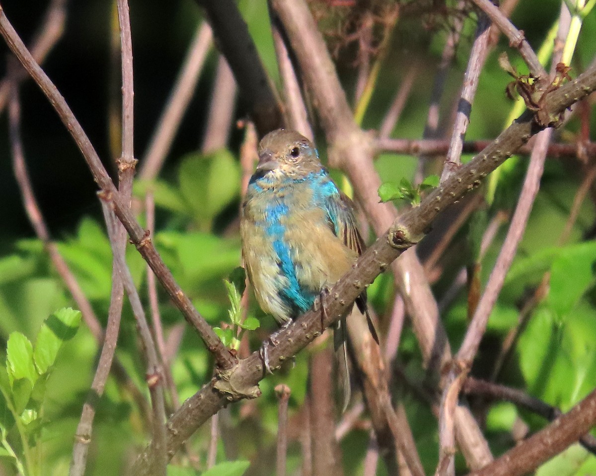 Indigo Bunting - ML367354641