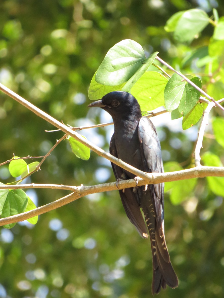 Square-tailed Drongo-Cuckoo - ML367355451