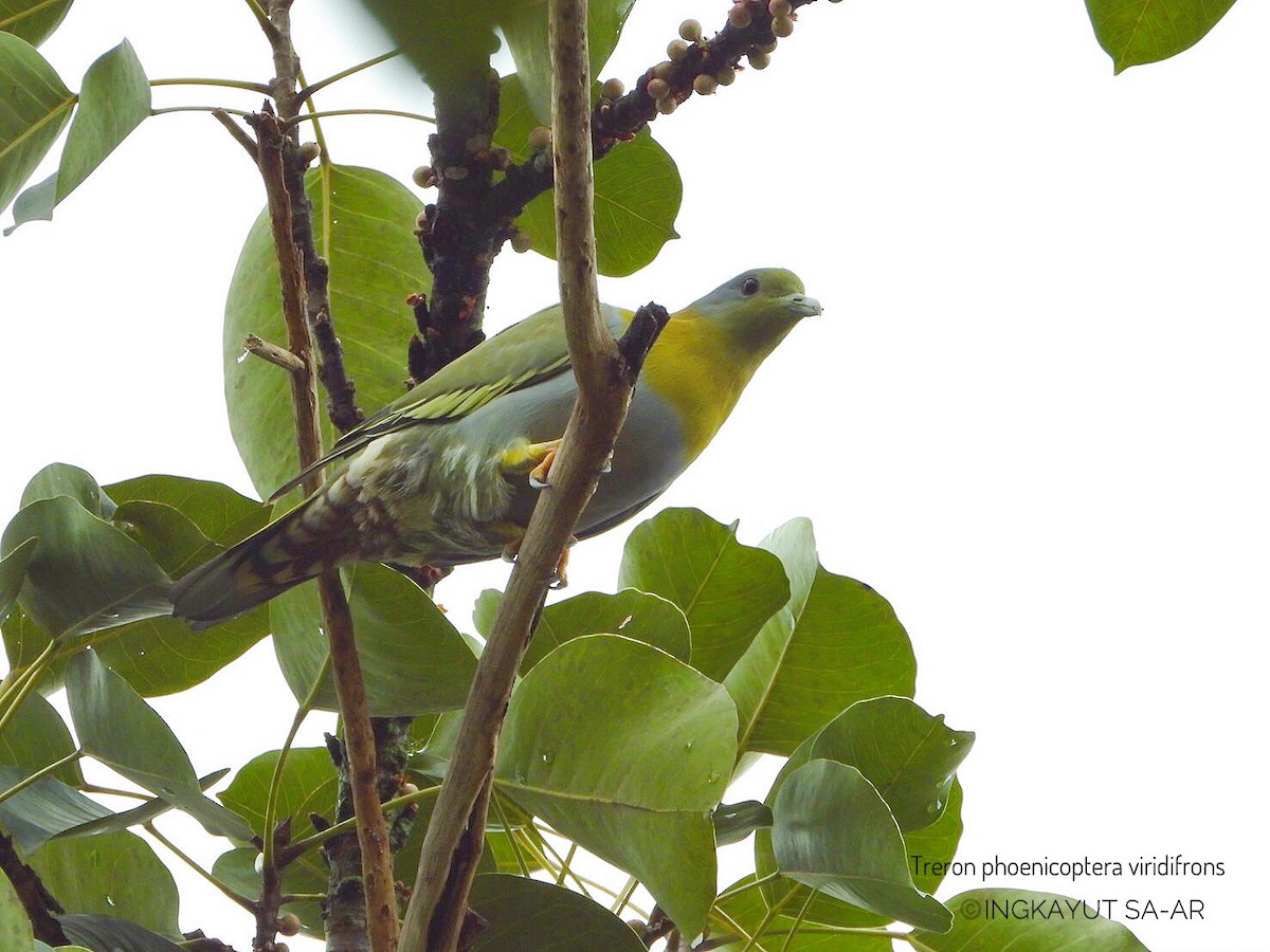 Yellow-footed Green-Pigeon - ML367355481