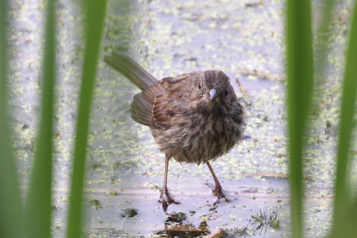 Song Sparrow - Kent Kleman