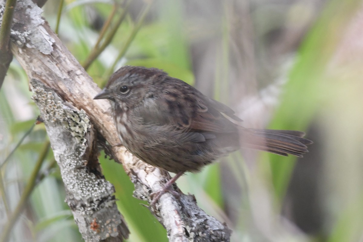 Song Sparrow - Kent Kleman