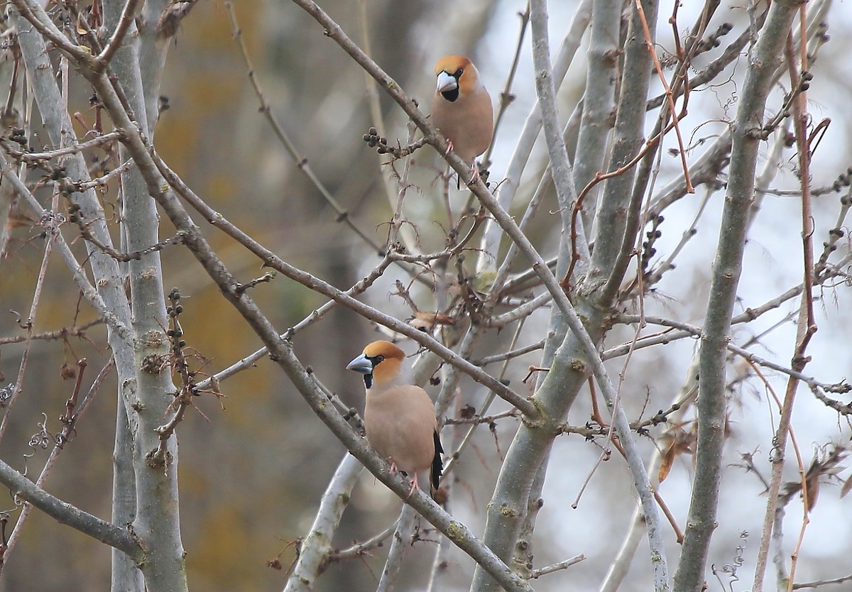 Hawfinch - ML36735581