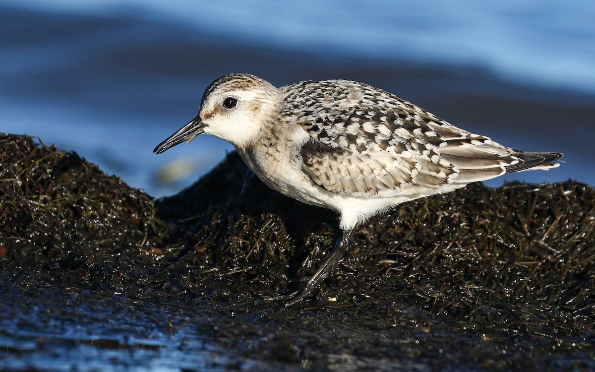 Sanderling - ML367356101