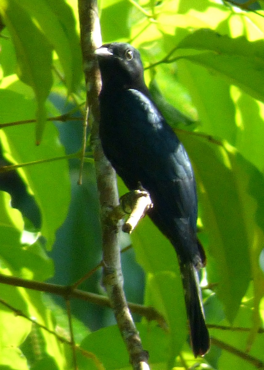 Asya Drongo Guguğu - ML36735631