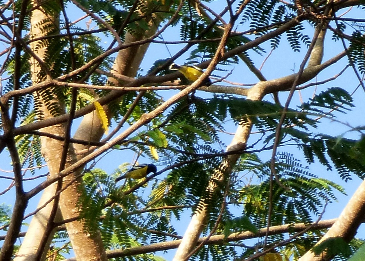 Mésange de Palawan - ML36735671