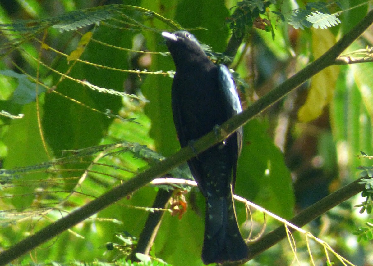 Square-tailed Drongo-Cuckoo - Laurie Koepke