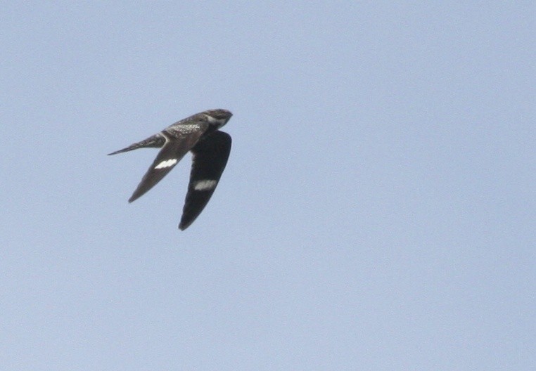 Common Nighthawk - Joe Sweeney