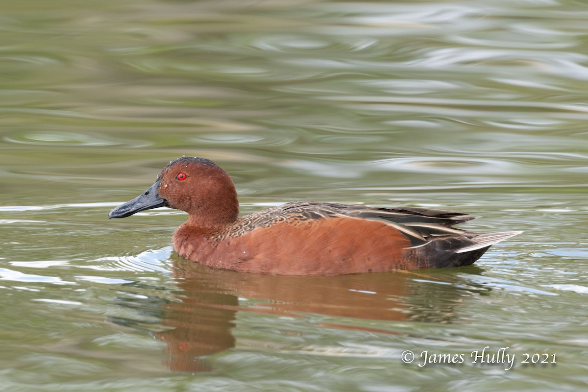 Cinnamon Teal - Jim Hully