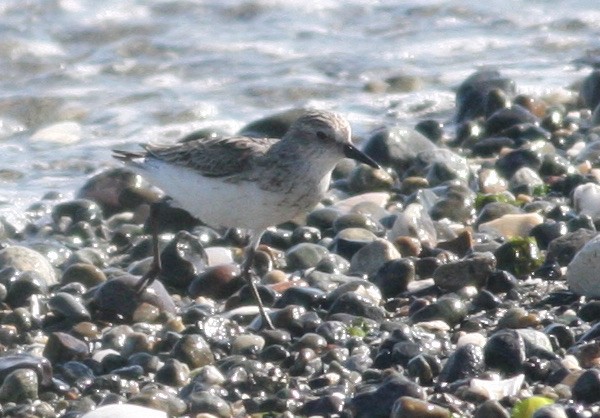 Semipalmated Sandpiper - Joe Sweeney