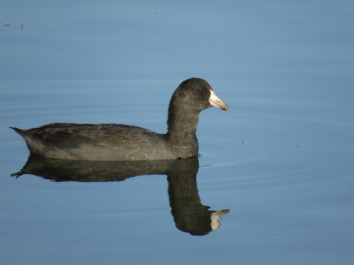 American Coot - David R. Scott