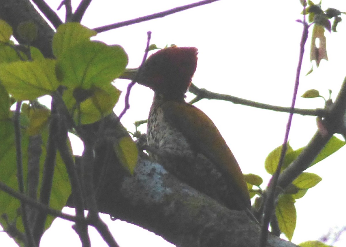 Red-headed Flameback - ML36736081