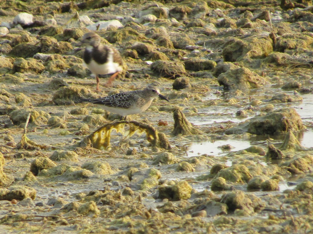 Baird's Sandpiper - ML367360921