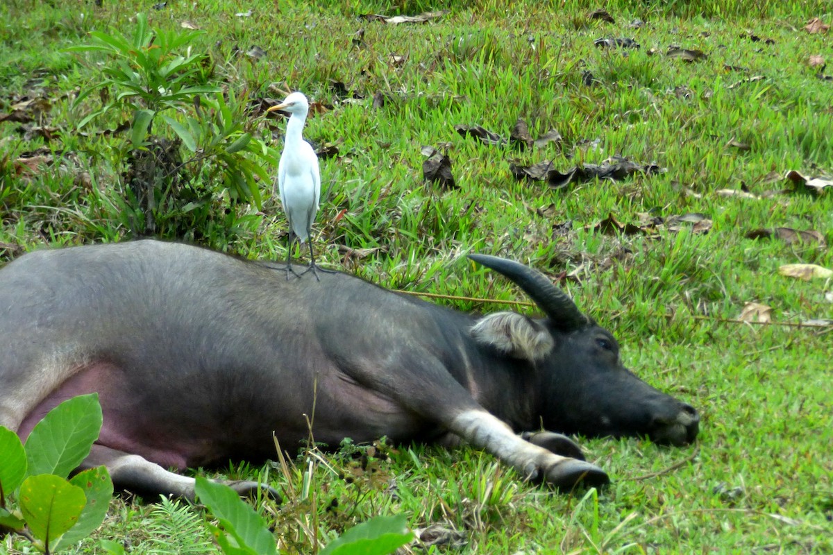 Eastern Cattle Egret - Laurie Koepke