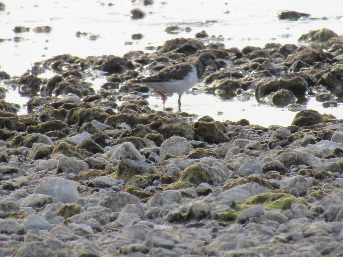 Ruddy Turnstone - ML367363011