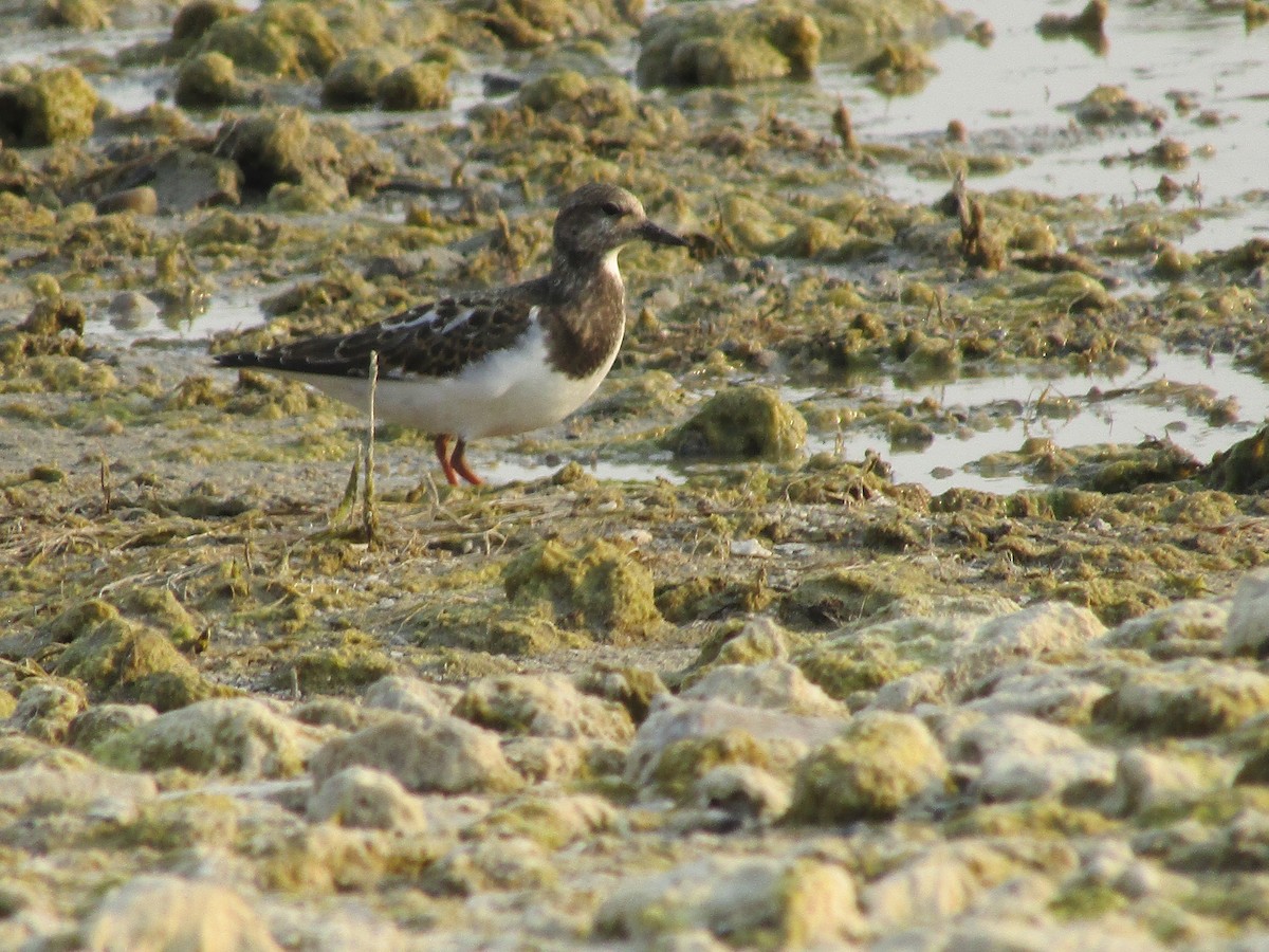 Ruddy Turnstone - ML367363031