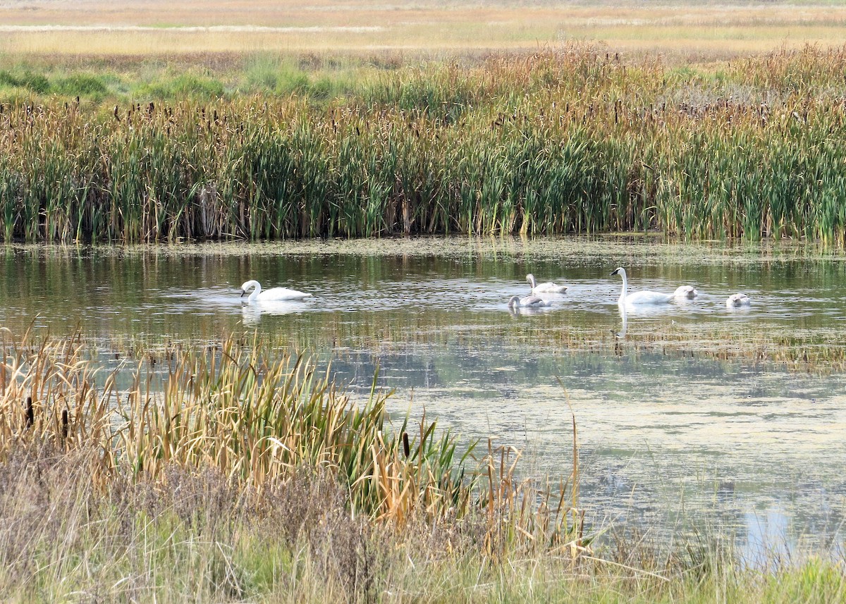 Cisne Trompetero - ML367363311