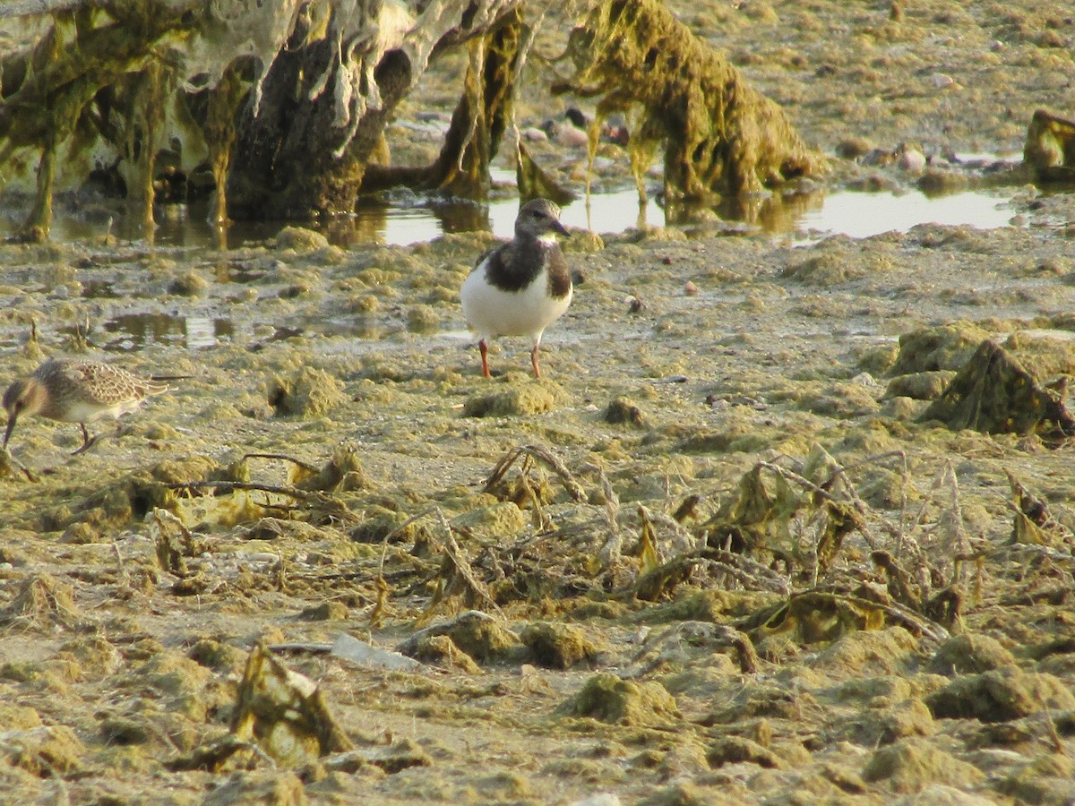 Ruddy Turnstone - ML367363651