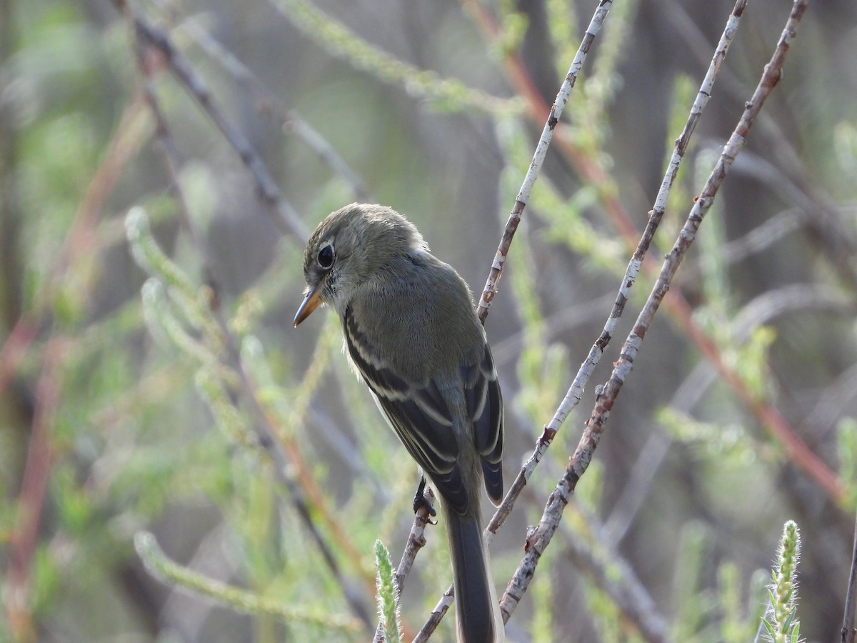 Dusky Flycatcher - ML367364401