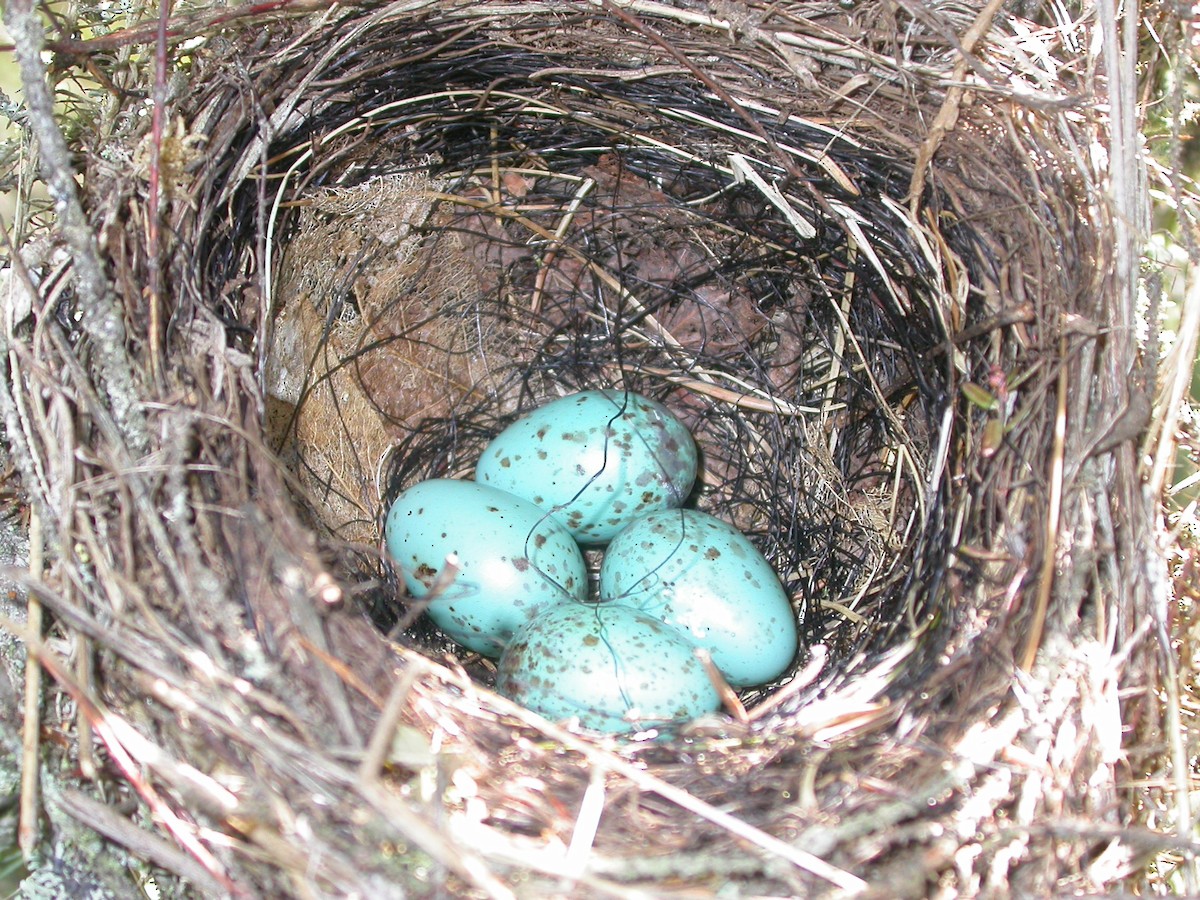 Swainson's Thrush - Jim Lind
