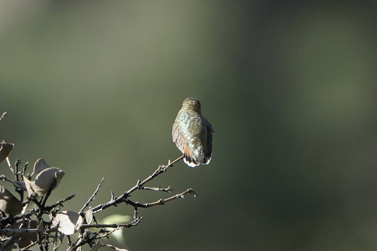 Rufous Hummingbird - ML367366181