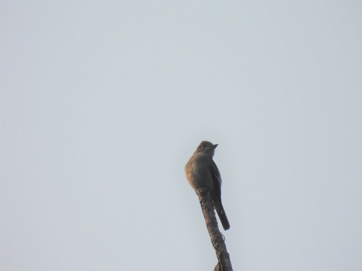 Western Wood-Pewee - Carl Lundblad