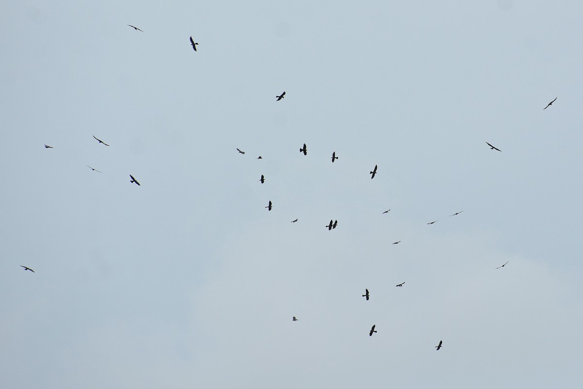 Mississippi Kite - ML367366311
