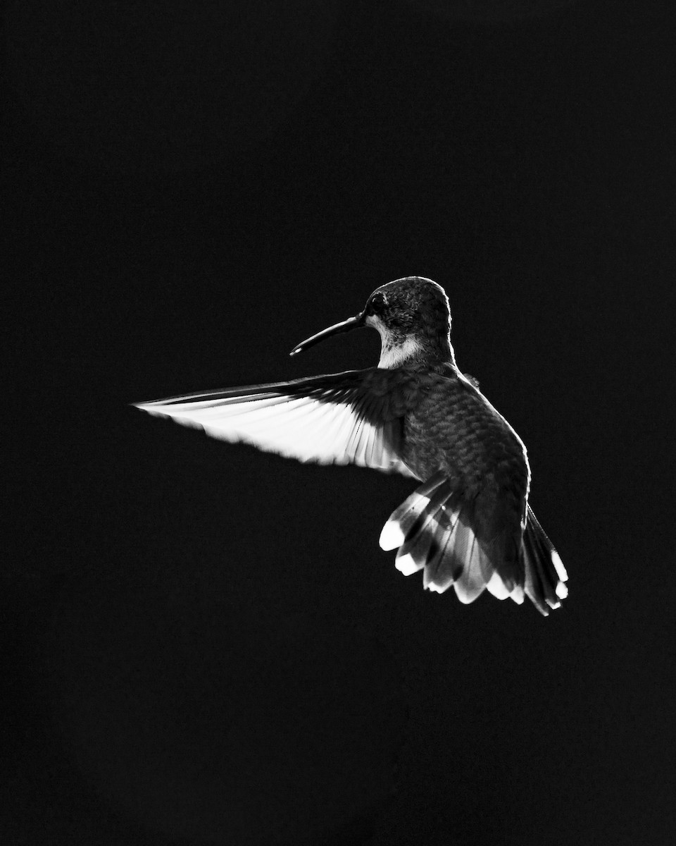 Ruby-throated Hummingbird - ML367368071