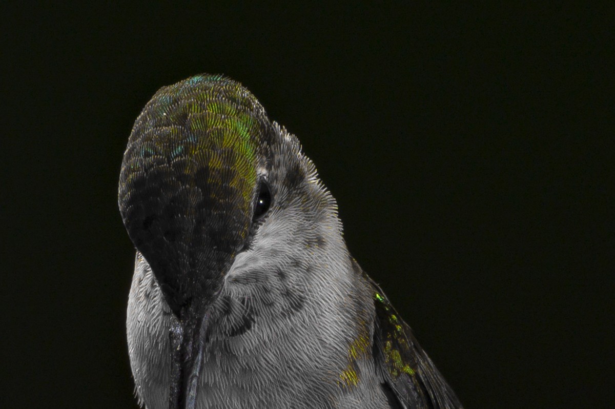 Ruby-throated Hummingbird - ML367368141