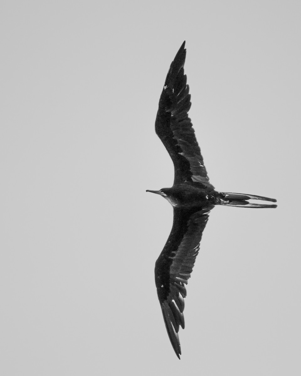 Magnificent Frigatebird - Brent Eanes