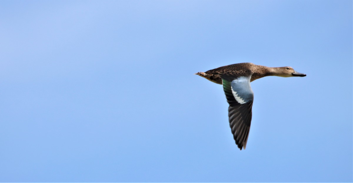Blue-winged Teal - ML367369901