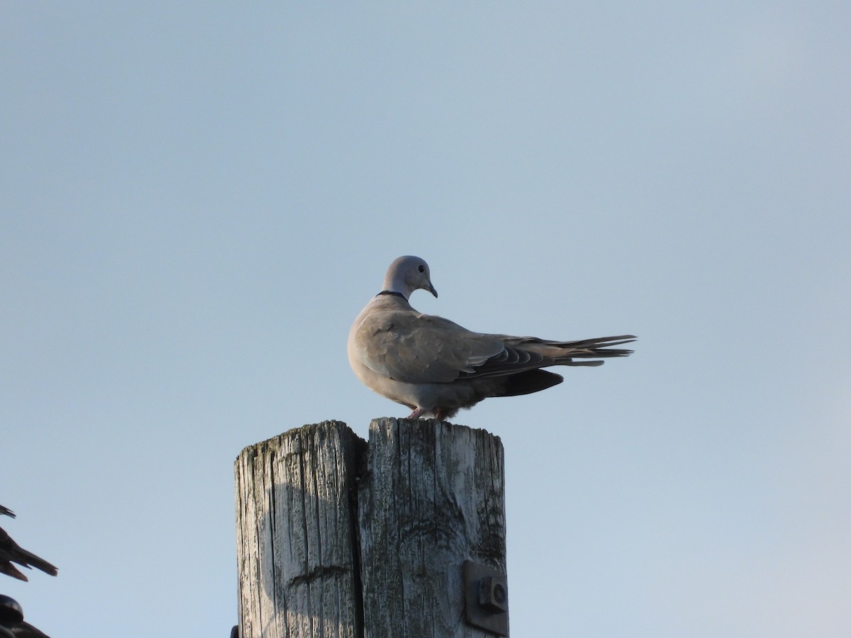 Eurasian Collared-Dove - Chad Wilson