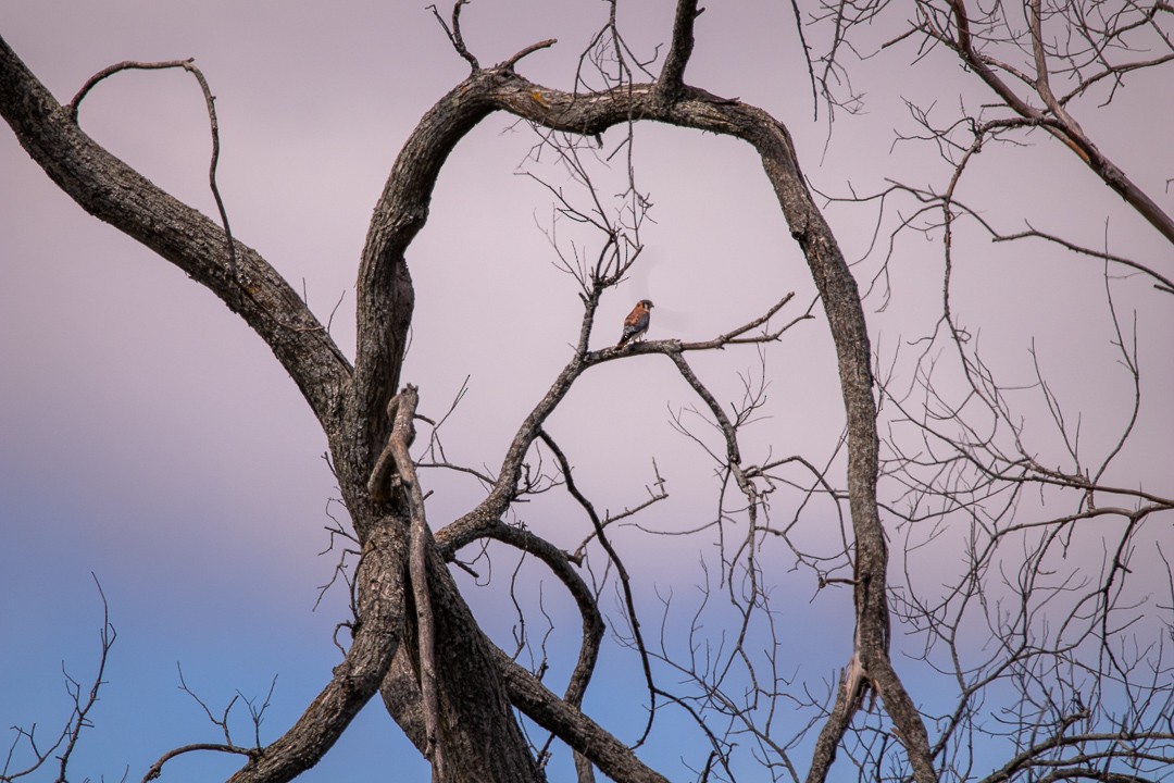 American Kestrel - ML367371421